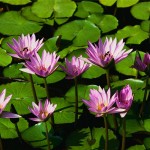 water-lilies1